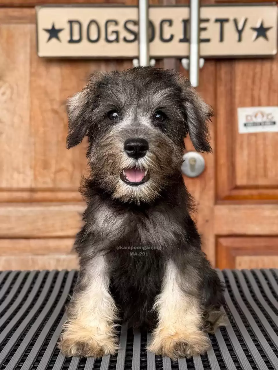 Miniature Schnauzer male 291
