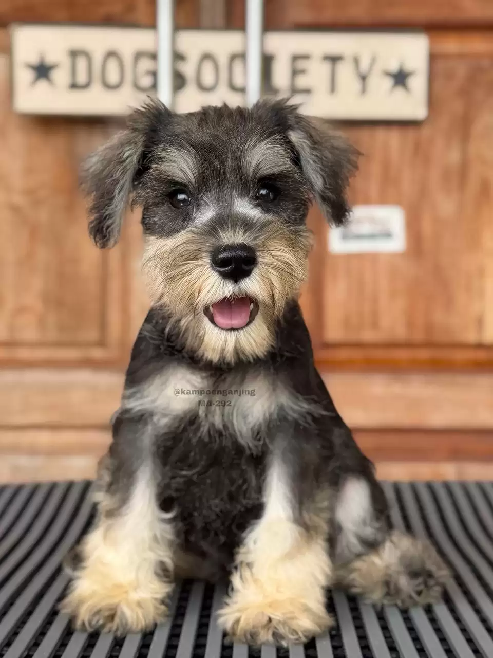 Miniature Schnauzer male 292