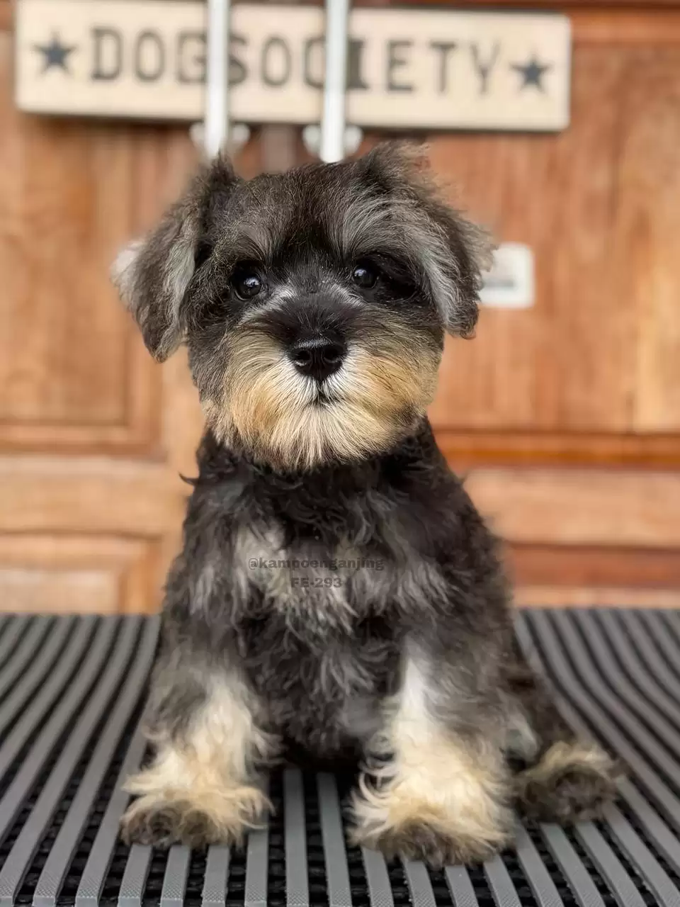 Miniature Schnauzer female 293
