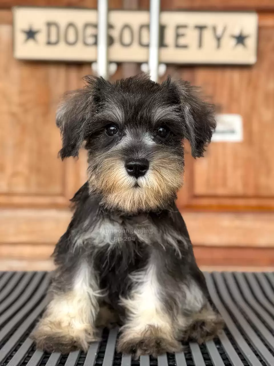 miniature-schnauzer female 294