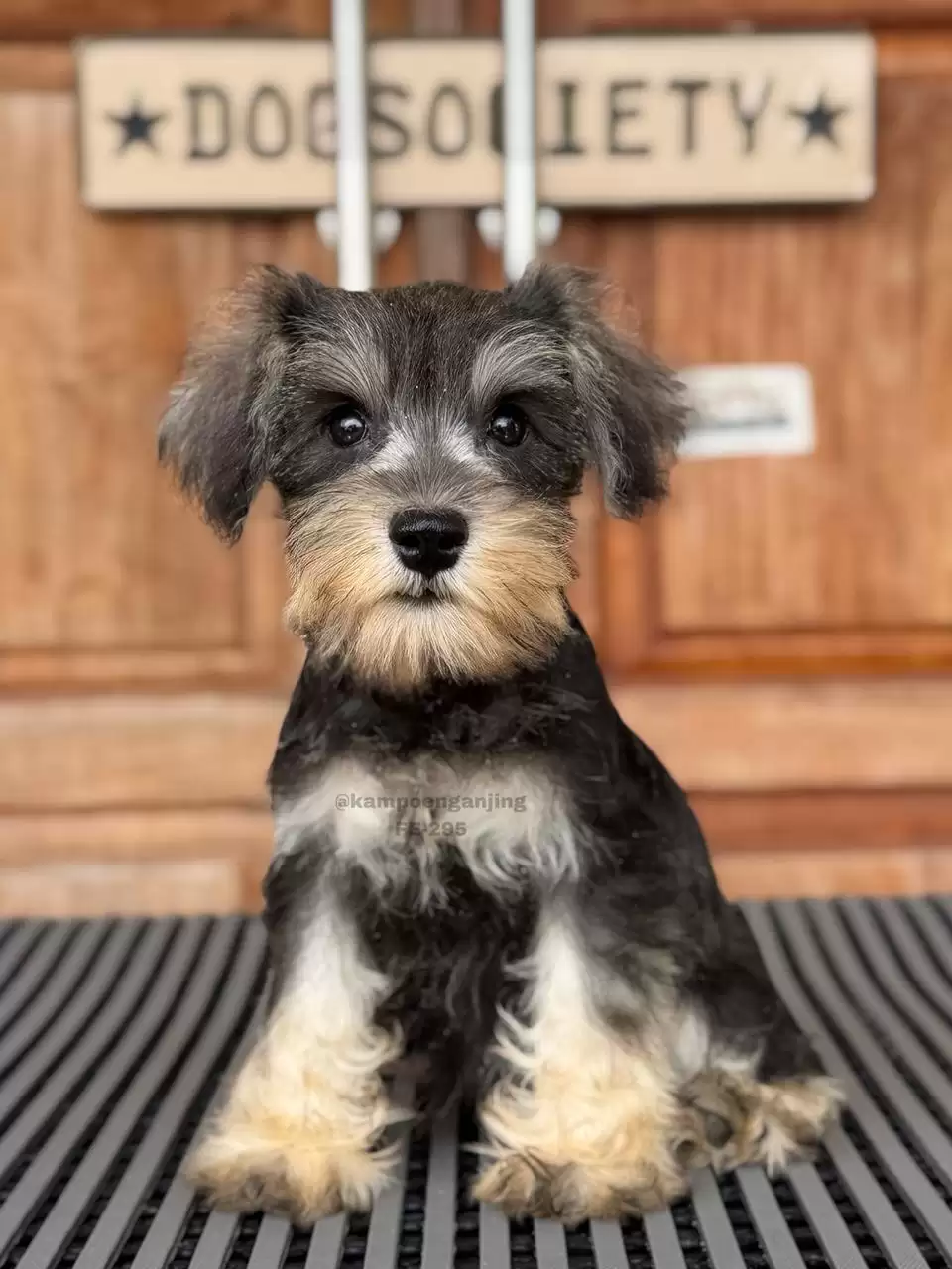 Miniature Schnauzer female 295