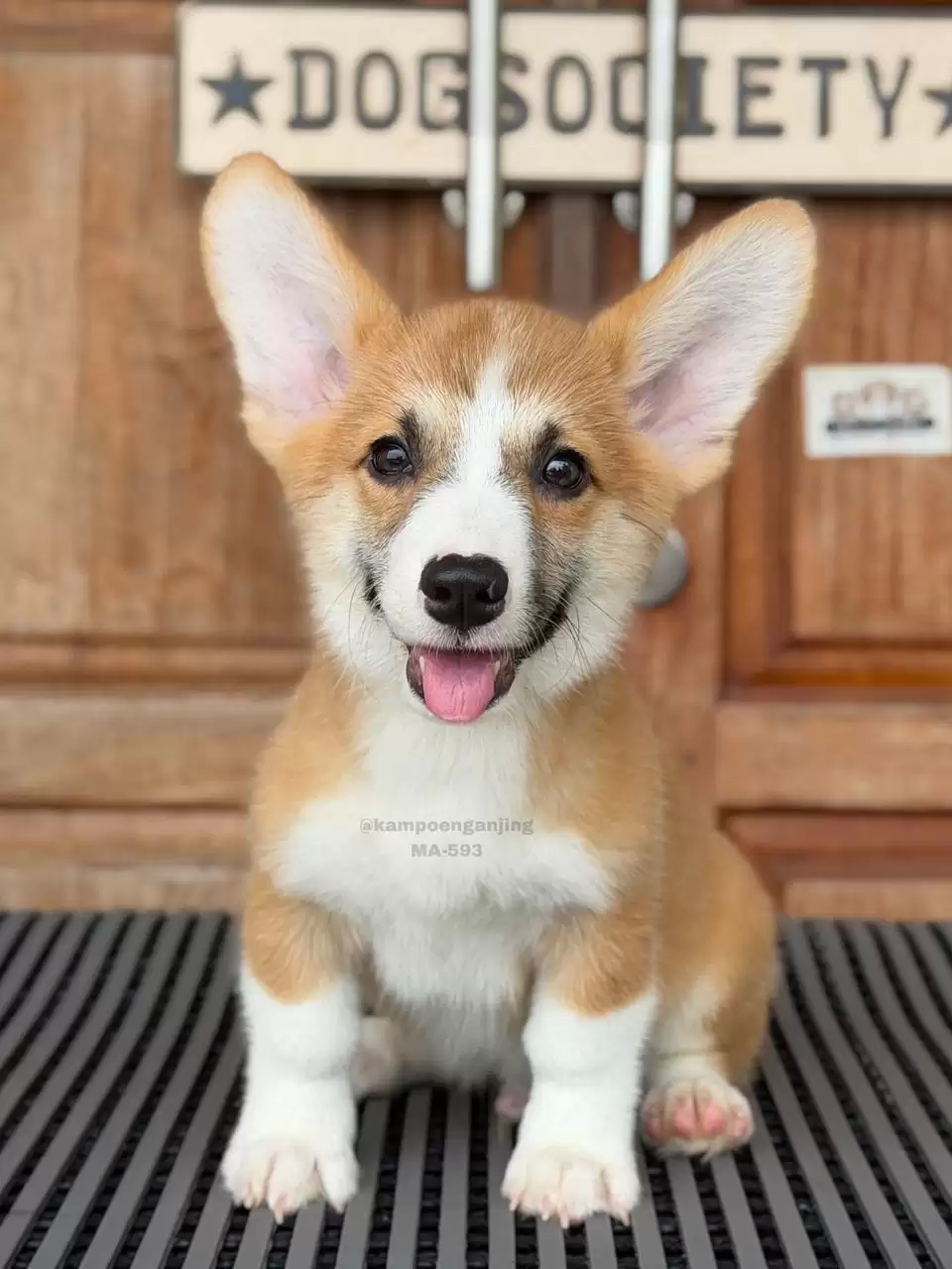 Pembroke Welsh Corgi male 593