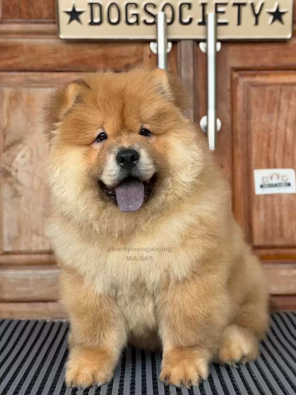 Chow chow male 645