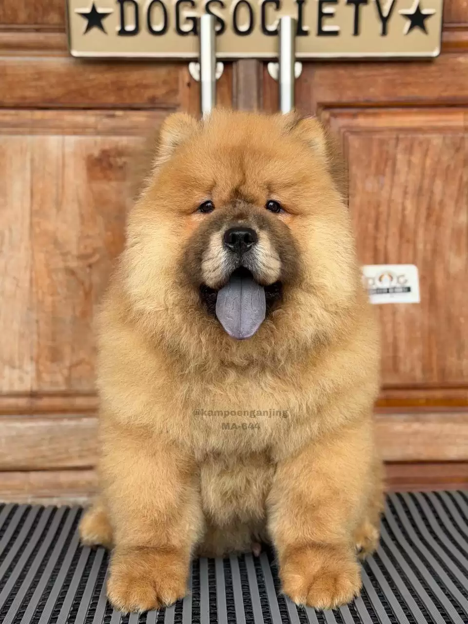 Chow chow male 644