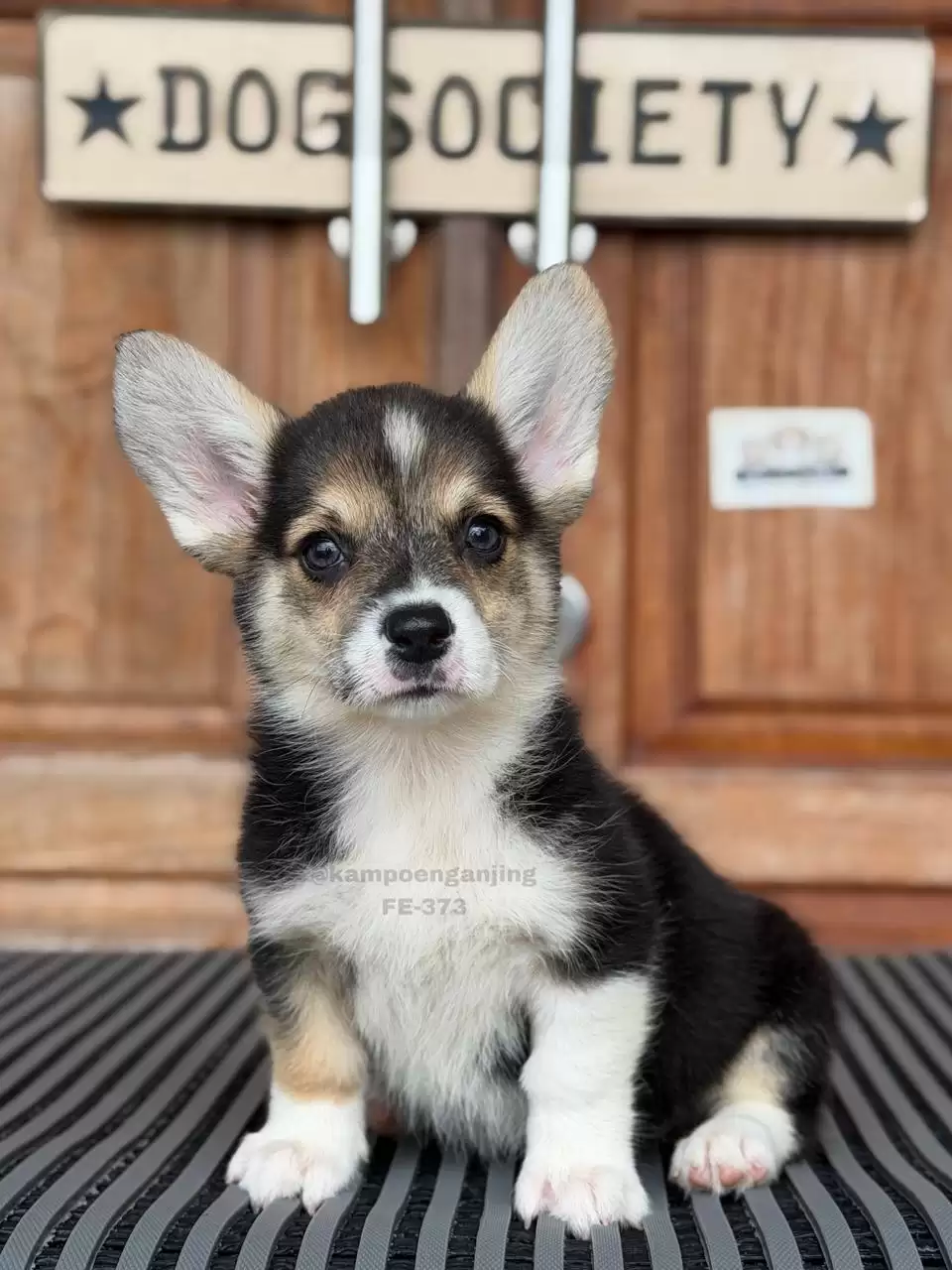 Pembroke Welsh Corgi female 373
