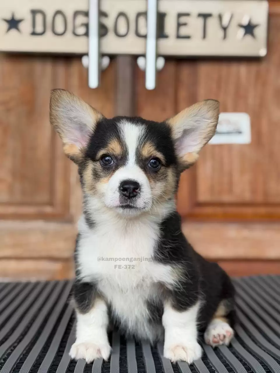 Pembroke Welsh Corgi female 372
