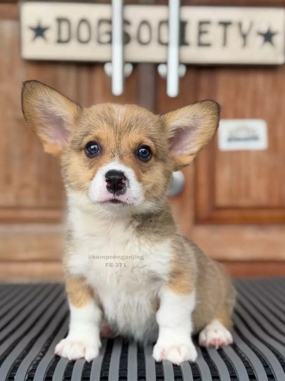 Pembroke Welsh Corgi female 371