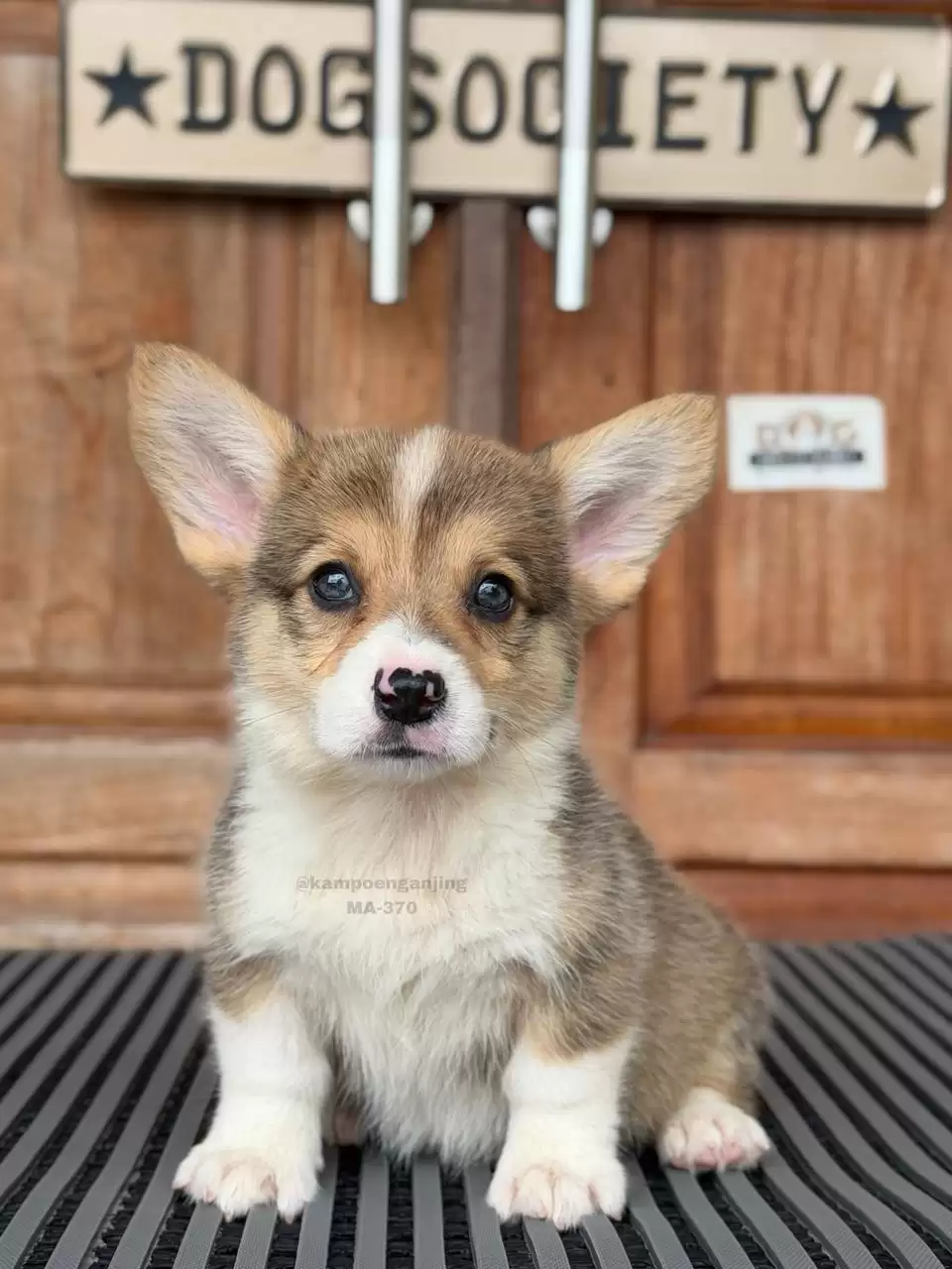Pembroke Welsh Corgi male 370