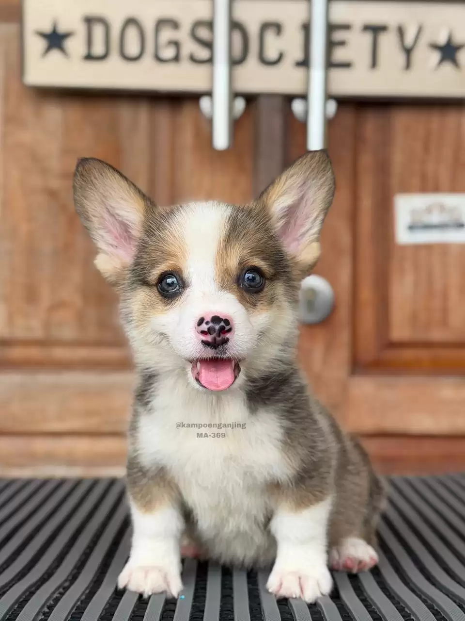 Pembroke Welsh Corgi male 369