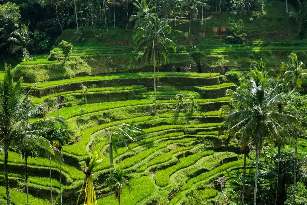 Ubud Rice Terrace