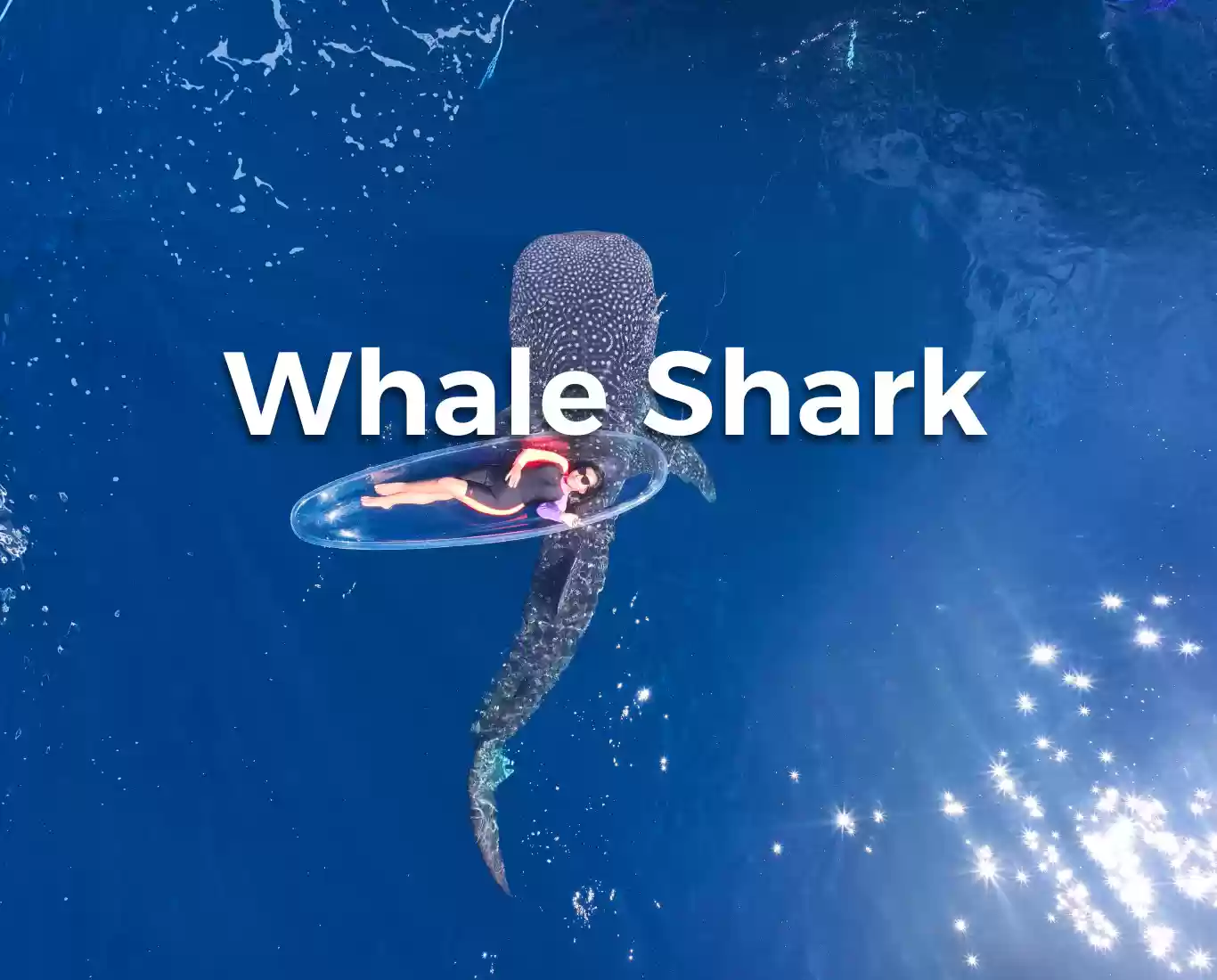 Paket Private Trip 2 Hari 1 Malam Whale Shark Start Lombok‼️