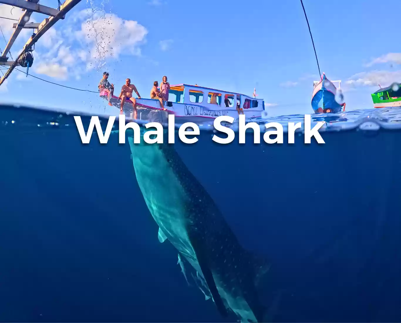 Paket Private One Day Trip  Whale Shark Start Sumbawa‼️