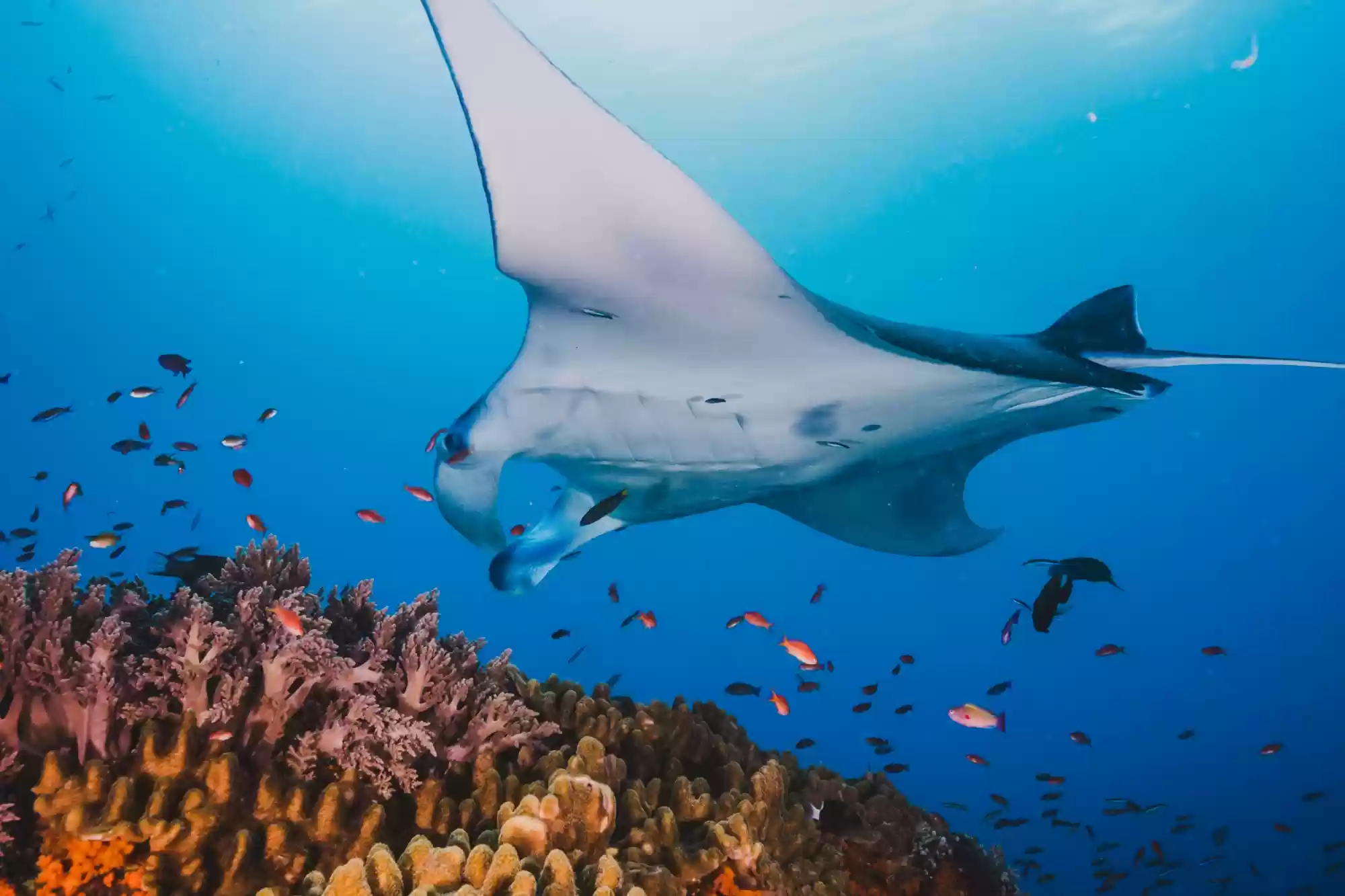 Sehat Elona Manta Adventures 3D/3N: Labuan Bajo to Lombok