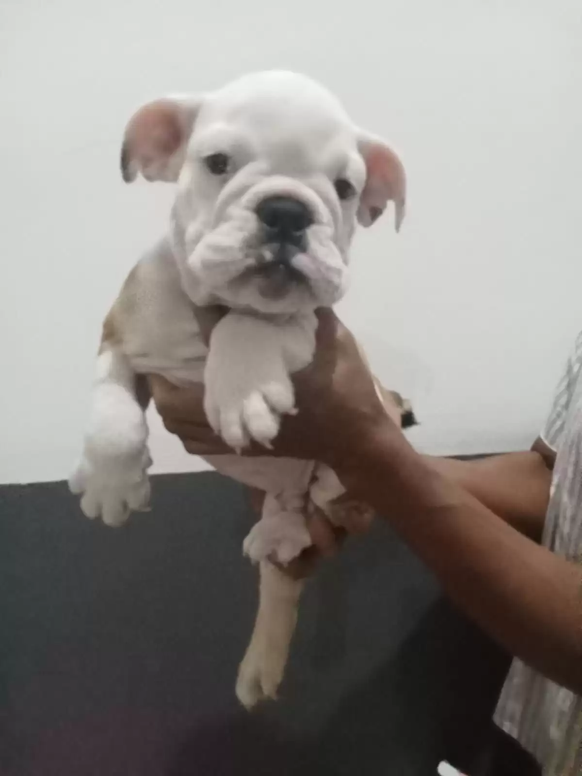 Coming soon English Bulldog male