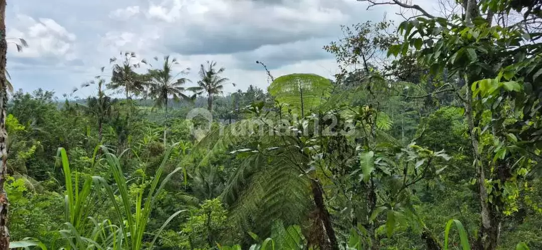 Tanah Luas di Area Payangan Cocok untuk Villa dan Resort