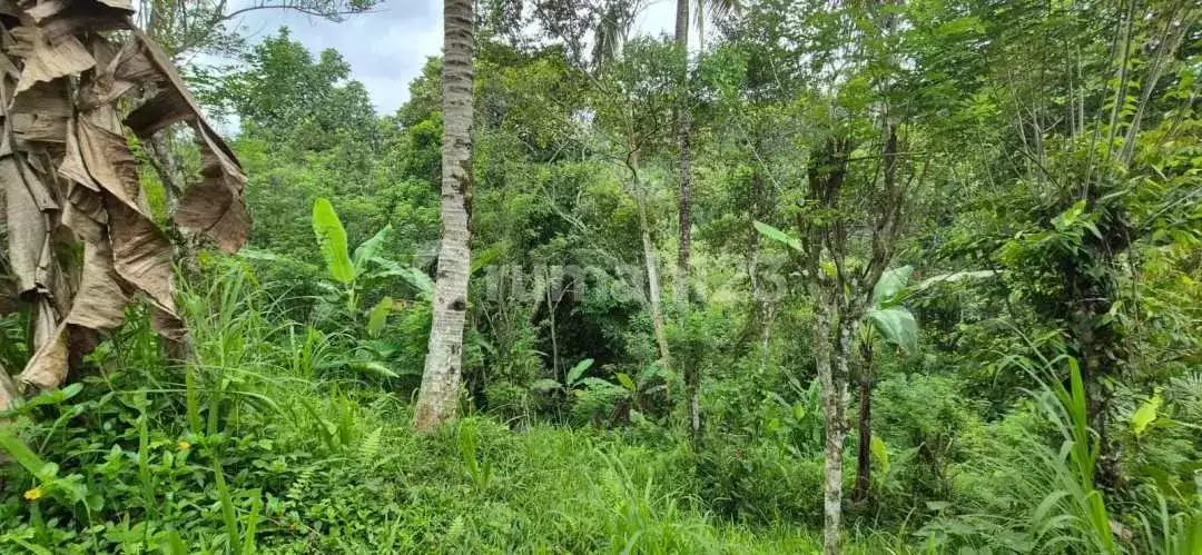 Tanah Luas di Area Payangan Cocok untuk Villa dan Resort