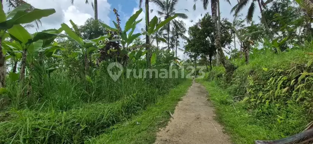 Tanah Luas di Area Payangan Cocok untuk Villa dan Resort