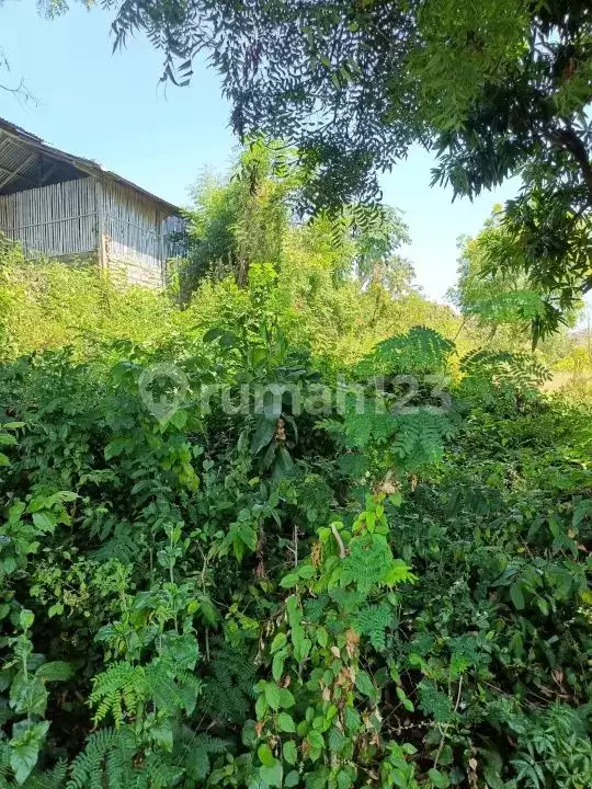 Tanah 25 Are dengan View Fantastis Dekat Pantai Lovina