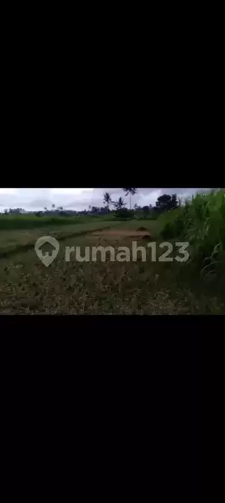 Tanah Sawah 12,5 Are Cocok untuk Pertanian dan Investasi di Karangasem
