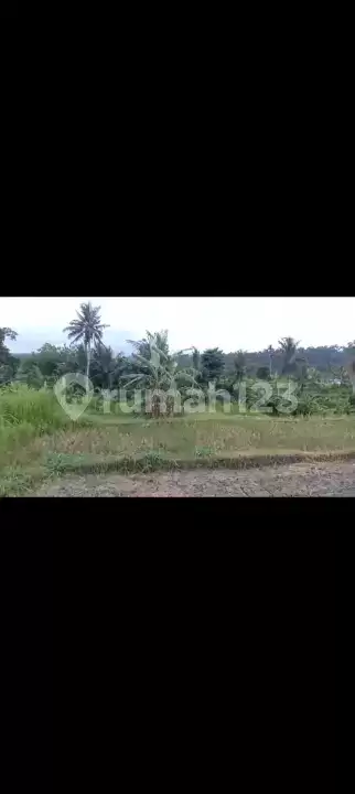 Tanah Sawah 12,5 Are Cocok untuk Pertanian dan Investasi di Karangasem