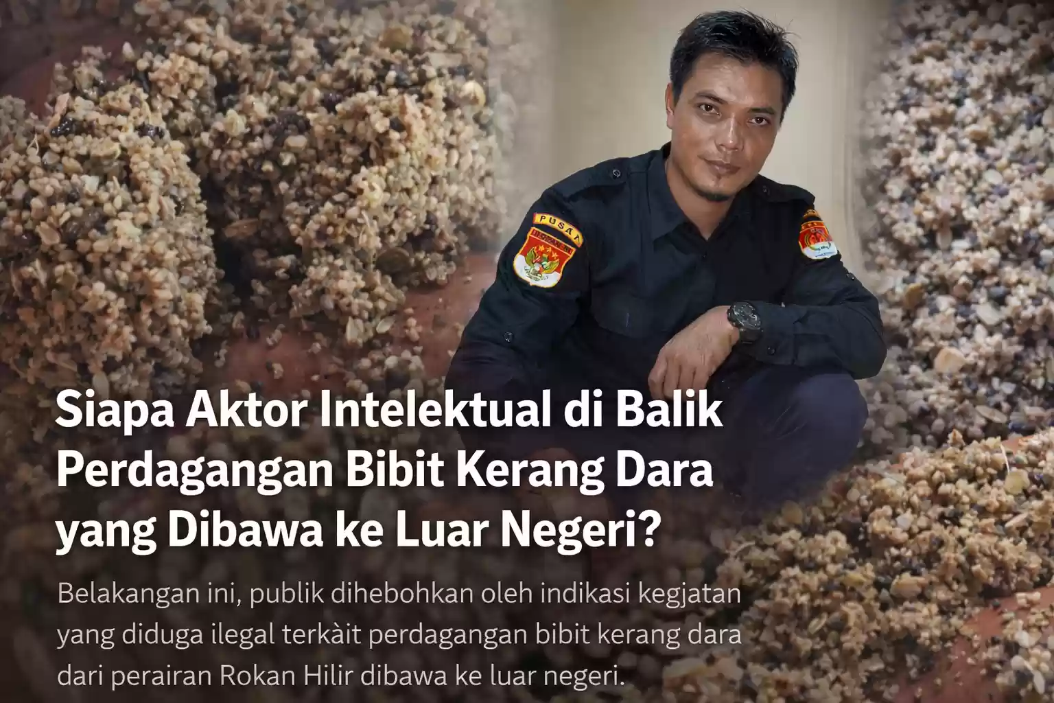 Siapa Aktor di Balik Perdagangan Bibit Kerang Dara yang Dibawa ke Luar Negeri?