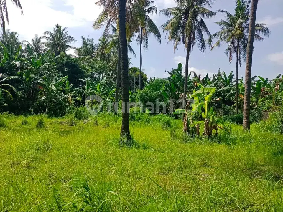 Tanah Datar 3 Are di Kalibukbuk Lovina Cocok untuk Villa dan Investasi