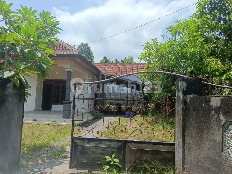 Rumah Lokal di Kaliasem Lovina Hanya 500 Meter dari Pepito