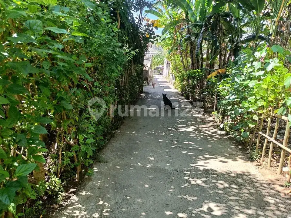 Tanah 4,8 Are Sudah Tembok Keliling di Griya Asri Temukus Lovina