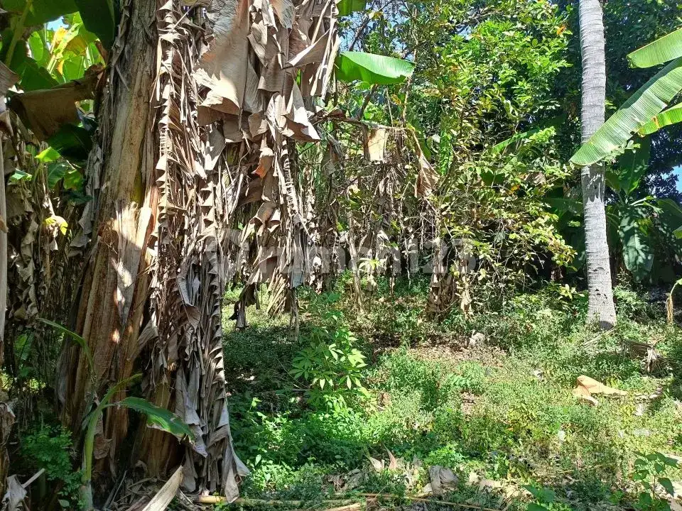 Tanah 4,8 Are Sudah Tembok Keliling di Griya Asri Temukus Lovina