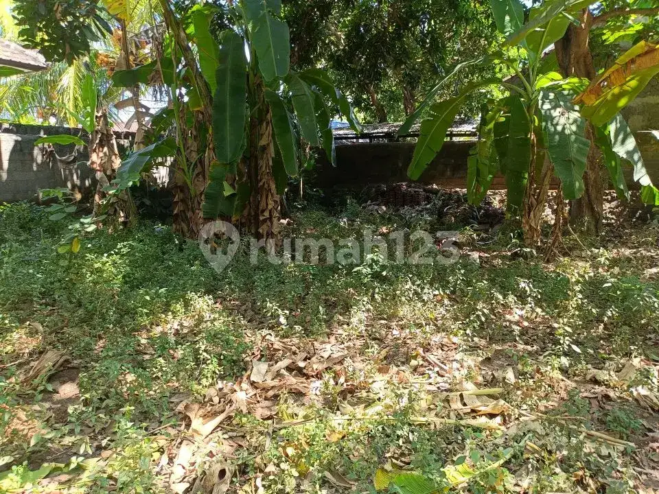 Tanah 4,8 Are Sudah Tembok Keliling di Griya Asri Temukus Lovina