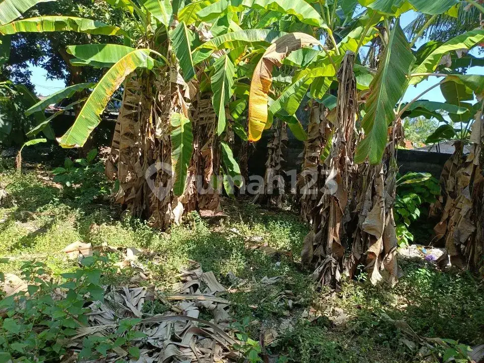 Tanah 4,8 Are Sudah Tembok Keliling di Griya Asri Temukus Lovina