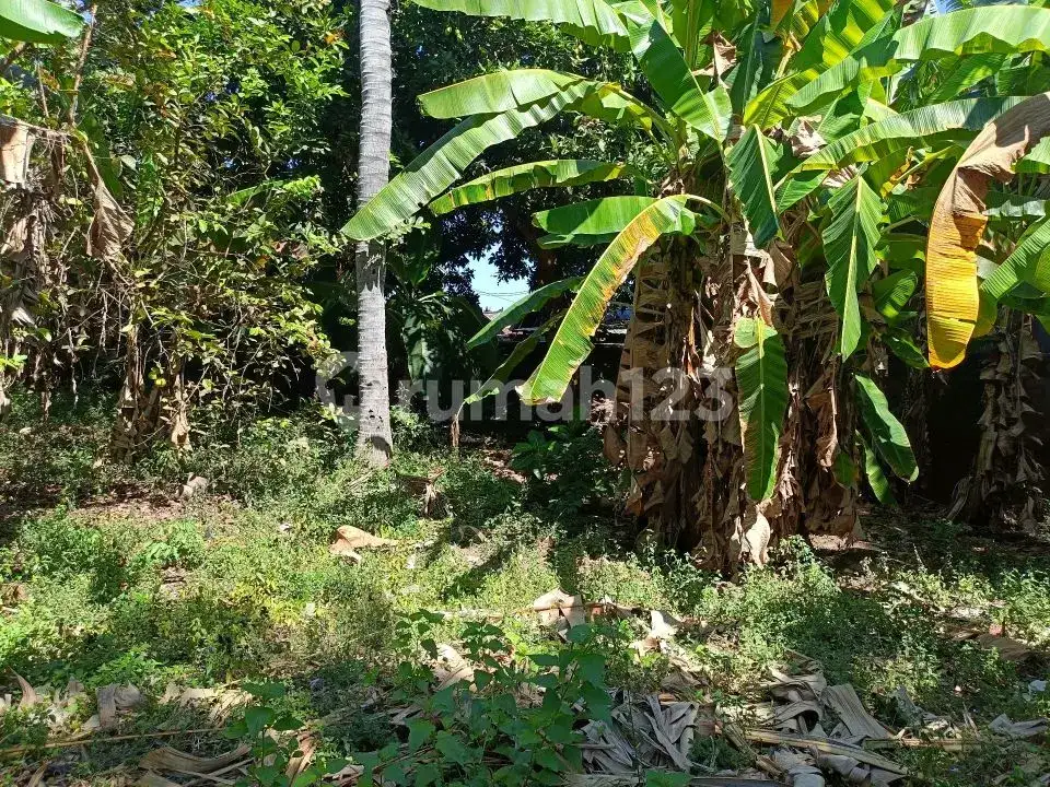 Tanah 4,8 Are Sudah Tembok Keliling di Griya Asri Temukus Lovina