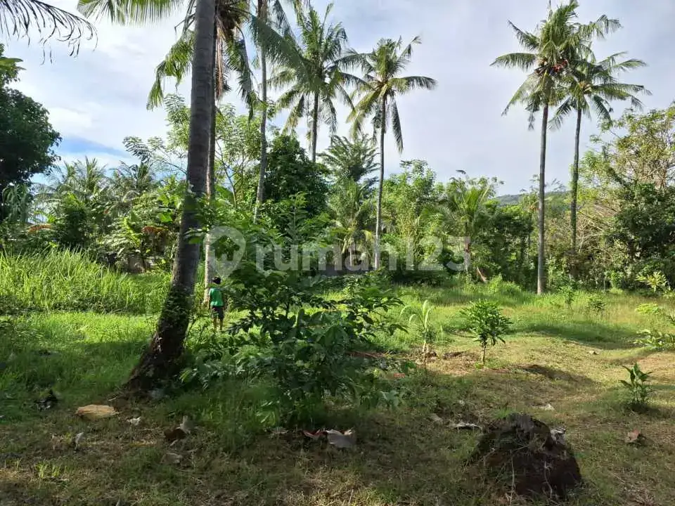 Tanah Datar 11 Are di Lovina Village Hanya 1 Km dari Pantai