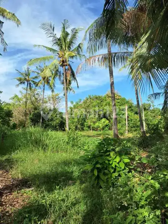 Tanah Datar 11 Are di Lovina Village Hanya 1 Km dari Pantai