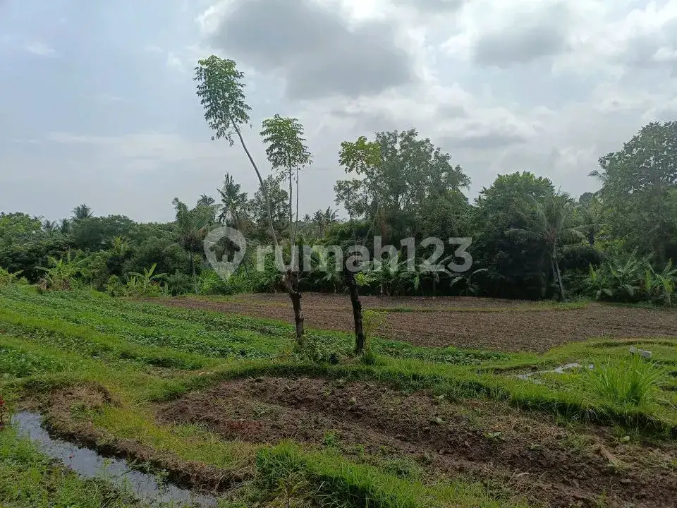 Tanah 80 Are View Laut dan Gunung di Panji Cocok untuk Investasi dan Pondok Wisata