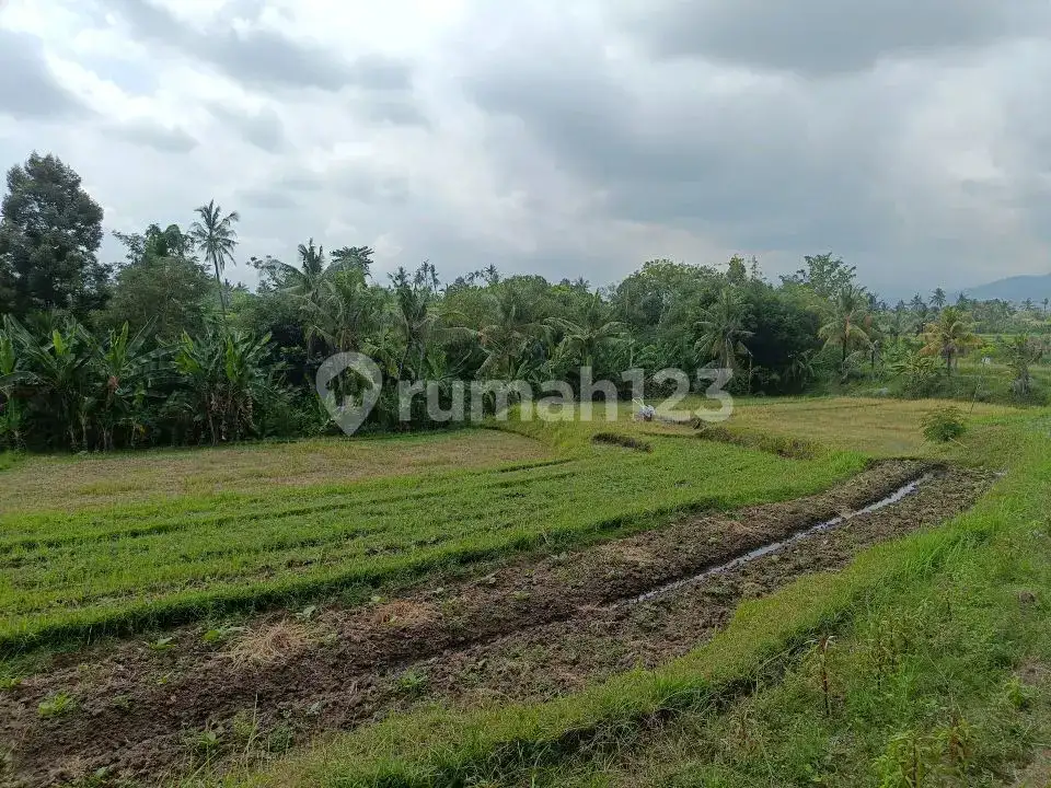 Tanah 80 Are View Laut dan Gunung di Panji Cocok untuk Investasi dan Pondok Wisata