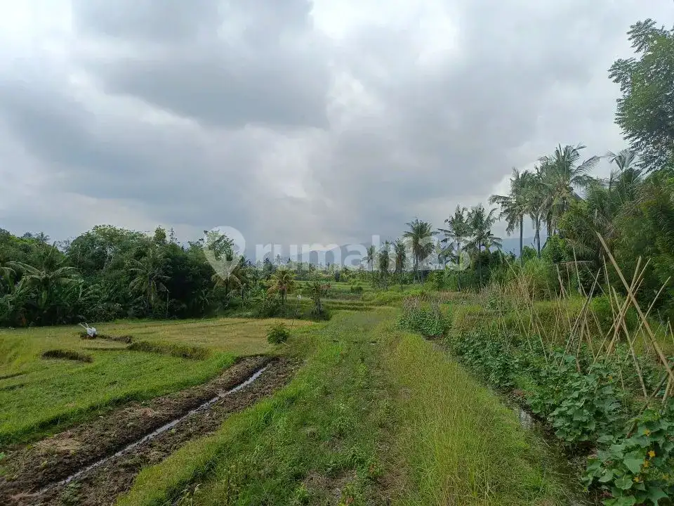 Tanah 80 Are View Laut dan Gunung di Panji Cocok untuk Investasi dan Pondok Wisata