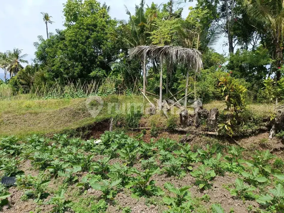 Tanah 80 Are View Laut dan Gunung di Panji Cocok untuk Investasi dan Pondok Wisata
