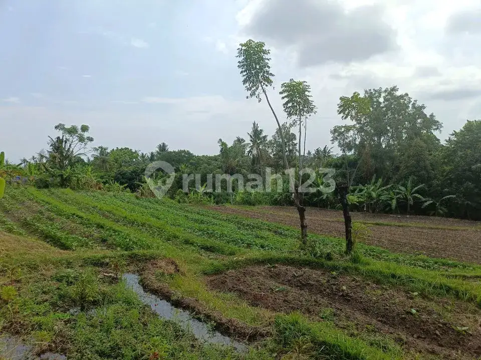 Tanah 80 Are View Laut dan Gunung di Panji Cocok untuk Investasi dan Pondok Wisata