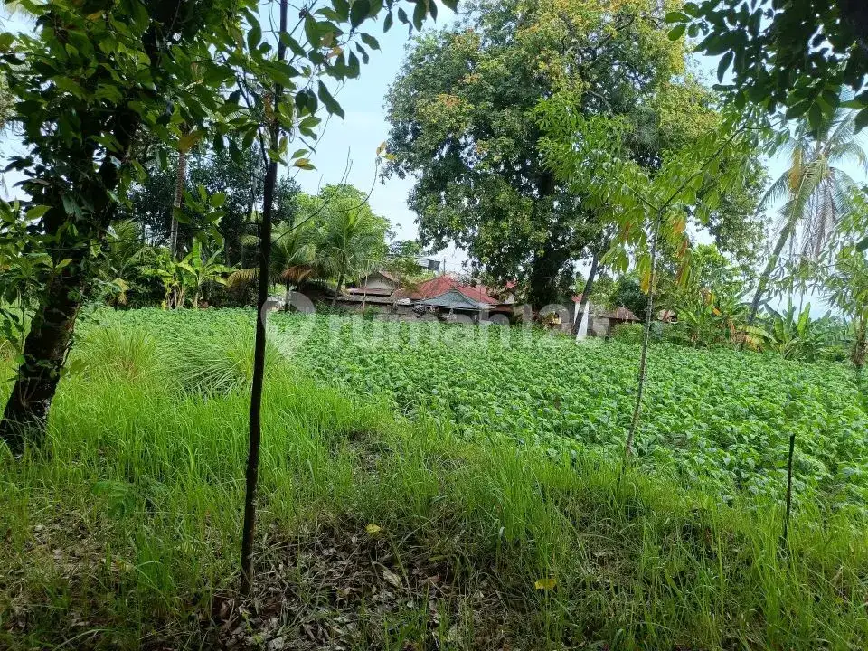 Tanah 80 Are View Laut dan Gunung di Panji Cocok untuk Investasi dan Pondok Wisata