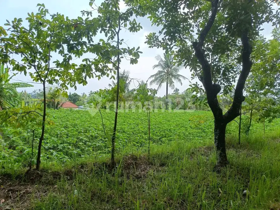 Tanah 80 Are View Laut dan Gunung di Panji Cocok untuk Investasi dan Pondok Wisata