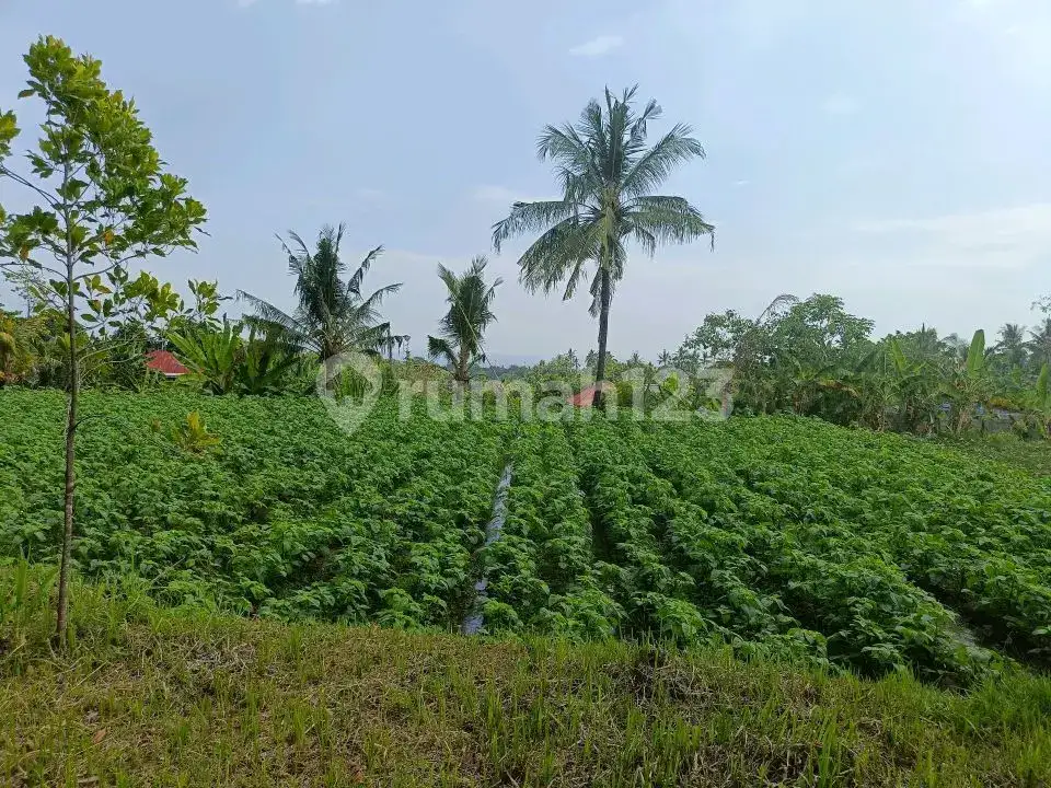 Tanah 80 Are View Laut dan Gunung di Panji Cocok untuk Investasi dan Pondok Wisata
