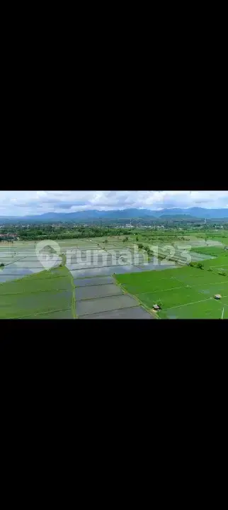 Villa Beach Front 3 Kamar Tidur di Umeanyar Bali Utara