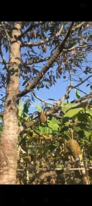 Lahan Kebun Durian Dan Manggis Cocok Untuk Villa