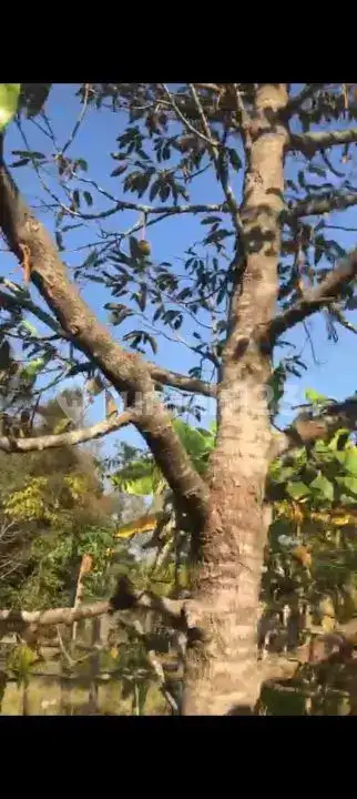 Lahan Kebun Durian Dan Manggis Cocok Untuk Villa