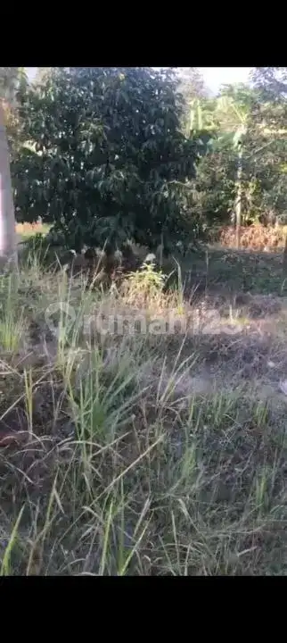 Lahan Kebun Durian Dan Manggis Cocok Untuk Villa