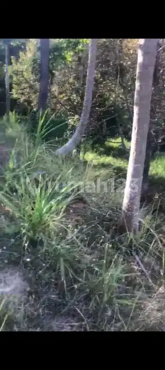 Lahan Kebun Durian Dan Manggis Cocok Untuk Villa