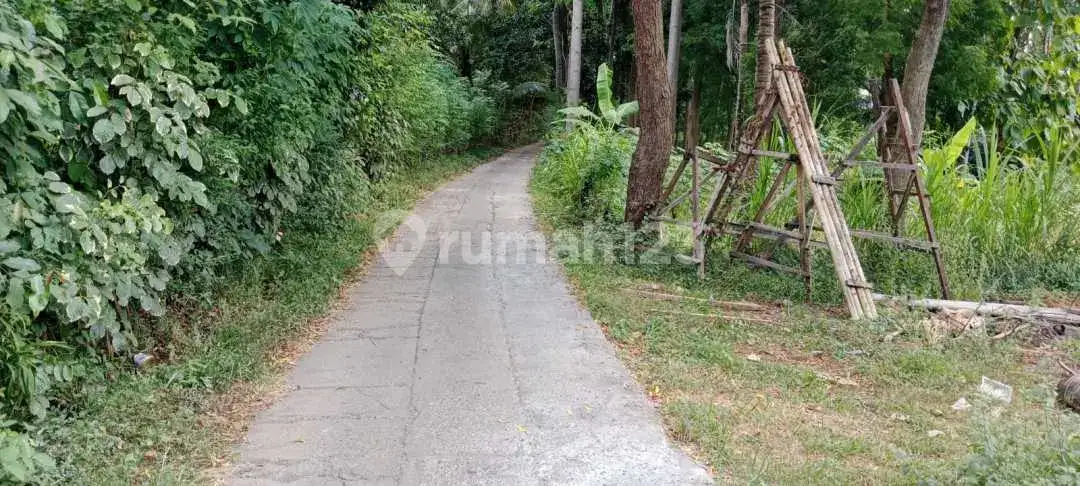 Tanah 5 Are View Hutan Dekat Pantai Lovina