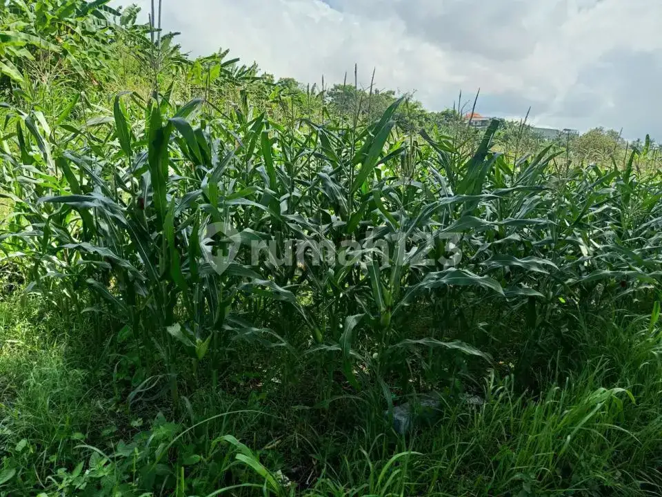 Tanah Dengan Pemandangan Sawah Terasering Dan Pegunungan Di Jalan Aspal Karangasem