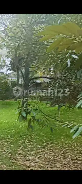 Tanah Siap Bangun Dengan Tembok Keliling Dan Pohon Durian Produktif